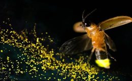 Ateşböcekleri nasıl ve neden ışık yayarlar, nereye kayboldular?