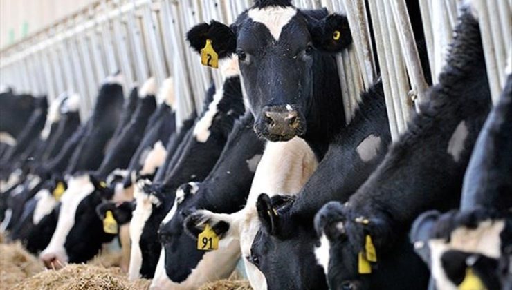 Besici: Süt üreticisi para kazanamazsa hayvan kesimleri artar